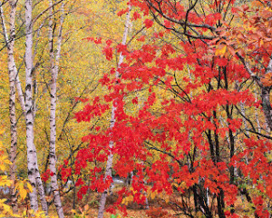 Maple Trees in October Nagano, Japan